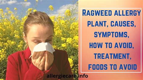 Ragweed allergy plant, causes, symptoms and more - Allergie Care