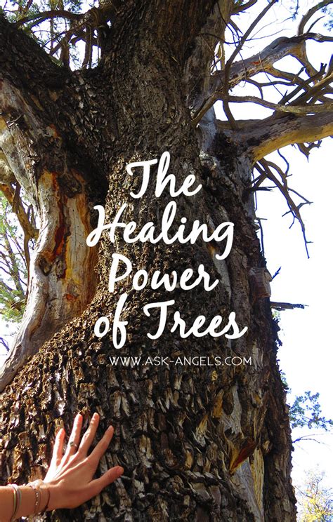 Healing Power of Trees