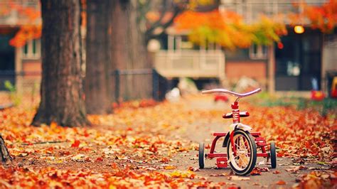 Tricycle Leaves Autumn High Quality Wallpaper Preview