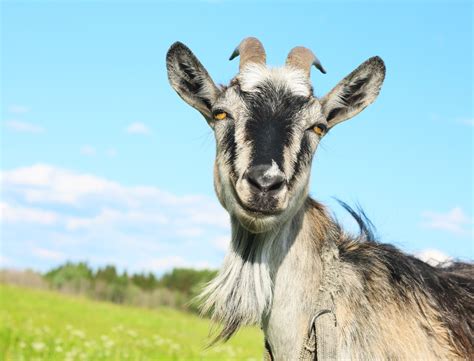 Why Do Goats Faint What Really Happens When A Goat Faints Backyard