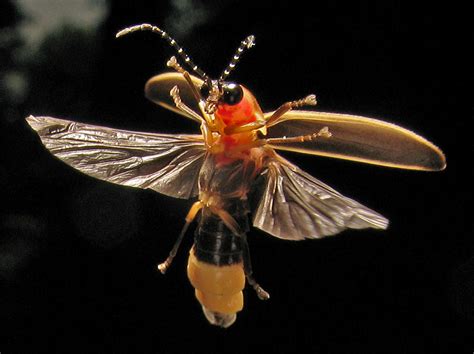Are Firefly Populations Disappearing