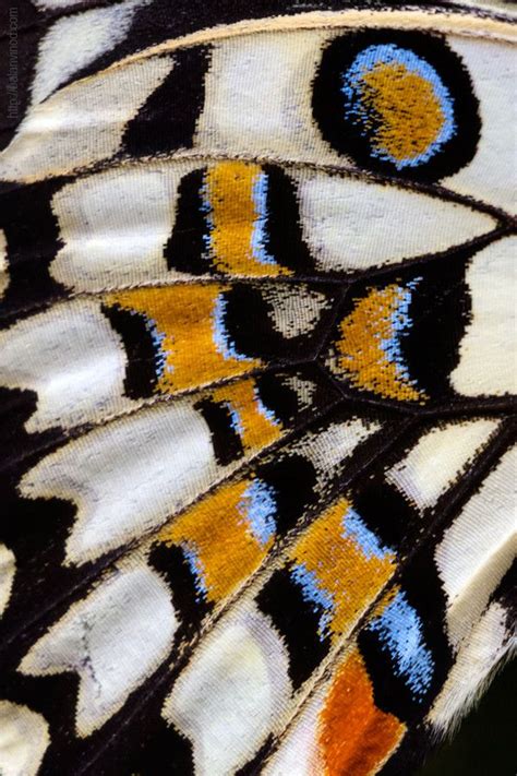 Natures Carpet By Balan Vinod 500px Patterns In Nature Butterfly