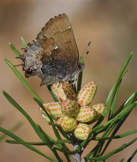 Henrys Elfin Alabama Butterfly Atlas