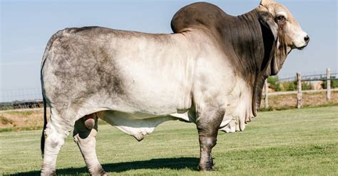 Ncc Brahman Stud Signs Deal With V8 Ranch In Texas For Rights To Mr V8