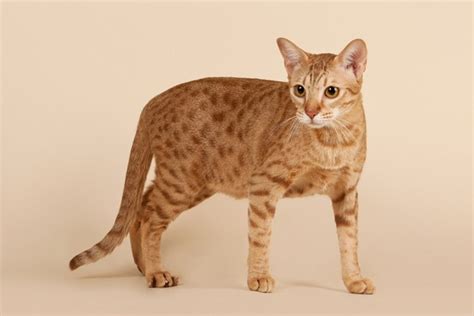 9 Spotted Cat Breeds With Pictures Pet Keen