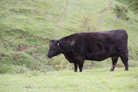 Free Stock Photo Of Black Cow In Green Field