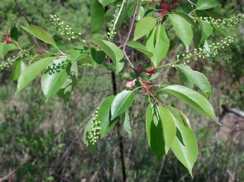 The mature bark is dark and scaly, often flipping up on the edges. Wild Black Cherry (Prunus serotina) - 12 - Flowering Trees ...