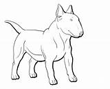 Bull Terrier Drawing Bullterrier Ausmalen Terriers Drawings Tiere Paintingvalley sketch template