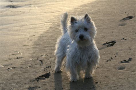 Filewest Highland White Terrier Yoshi Wikipedia