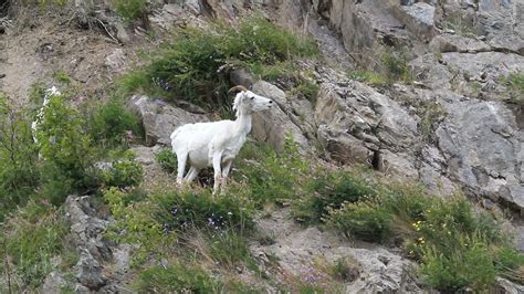 Dall Sheep Female On Mountain 1278360 Stock Video At Vecteezy