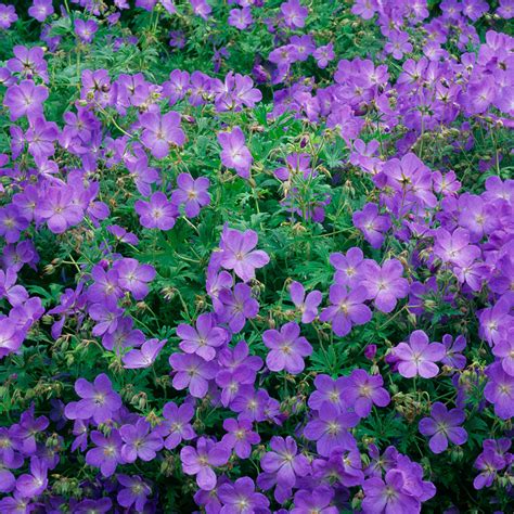 Geranium Johnsons Blue J Parker Dutch Bulbs