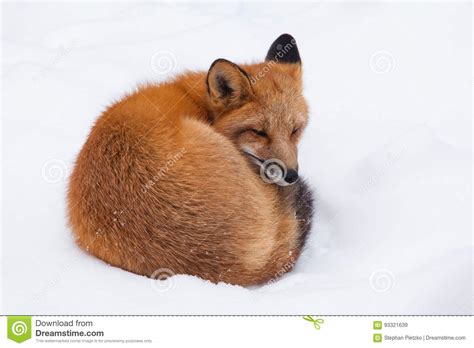 Young Red Fox Genus Vulpes Napping Curled Stock Image Image Of Snow