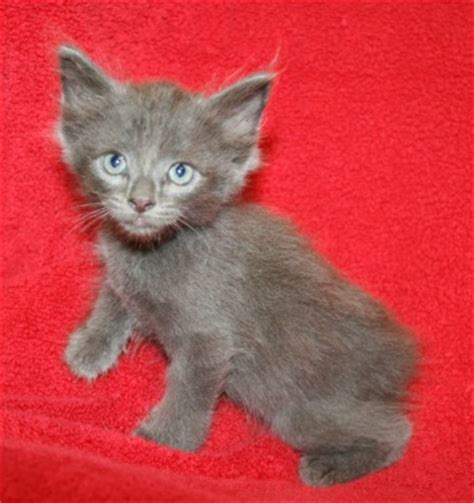The manx, which also comes in a longhaired version called the cymric. Manx Kittens
