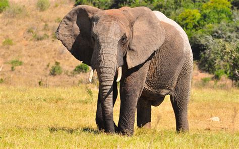 Télécharger Fonds Décran Gros éléphant Dafrique De La Faune De