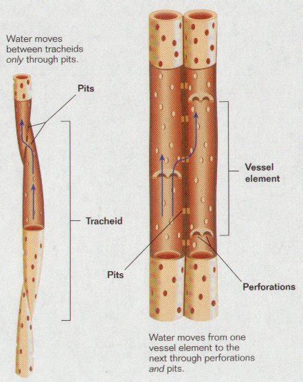 Start studying xylem structure and function. plant structure bi