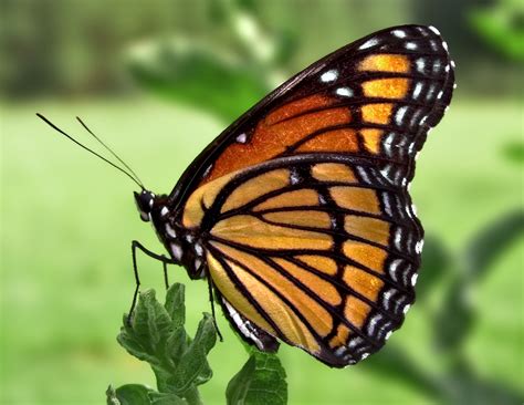 Fileviceroy Butterfly Wikimedia Commons