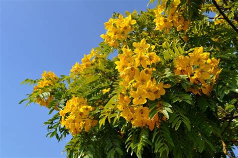 Flowers Photos California Indigenes Tree Yellow Flower Tree With Yellow Flowers Flowering