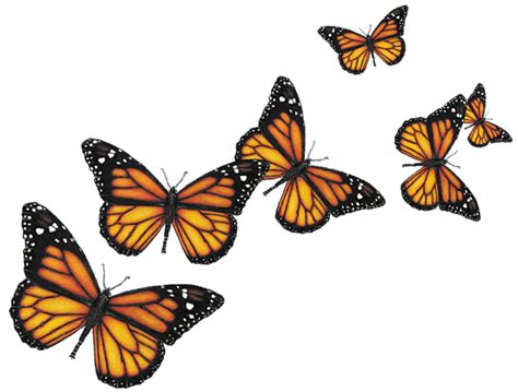 Butterfly allposters.com book, book fly. butterfly-flying-png-3 - Retire at Lake Chapala