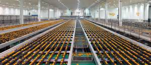 Production estimates for oranges and grapefruit reduced. Grapefruit | Wonderful Citrus