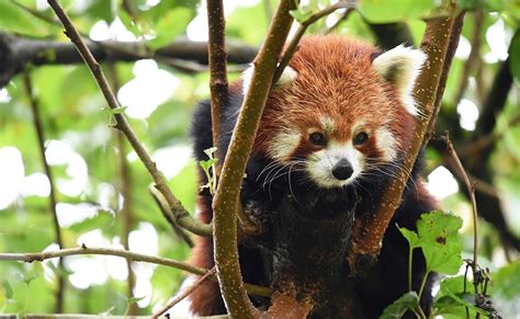 Masala The Red Panda Has Been Missing From The Sequioa Park Zoo In