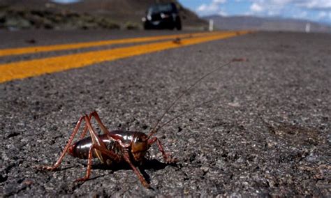Record Breaking Swarms Of Mormon Crickets Predicted Daily Mail Online