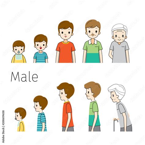 The Life Cycle Of Man Generations And Stages Of Human Body Growth
