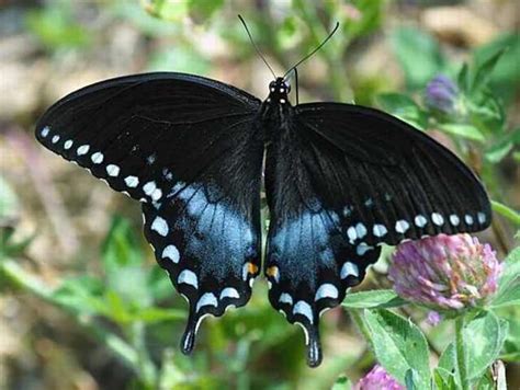 23 Stunningly Beautiful And Rare Butterflies Nature Babamail