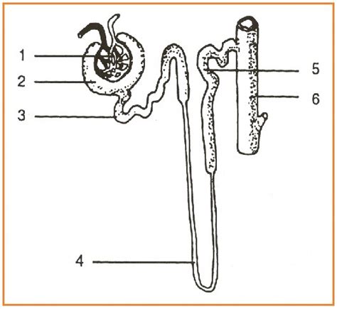Proses Pembentukan Urine Diagram Quizlet