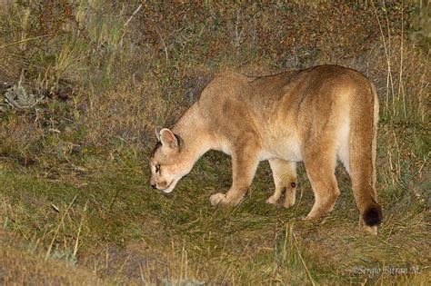 Puma Puma Concolor Patagonica Cougar Mountain Lion Flickr