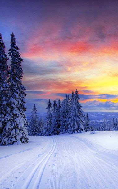 Norway Winter Forest Snow Trees 800x1280