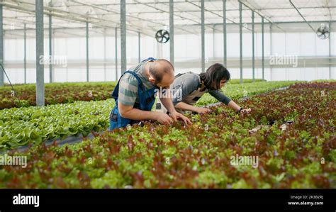 Man and woman cultivating healthy crops without pesticides doing