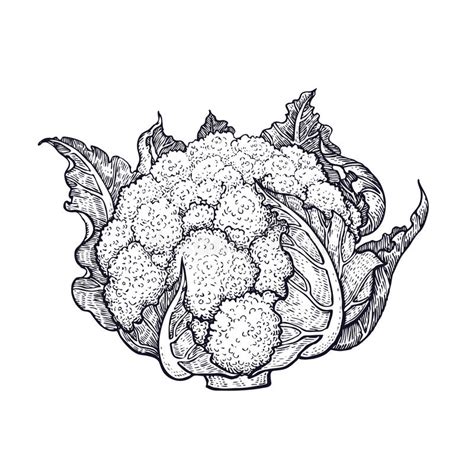 Hand Drawing Of Vegetable Cauliflower. Stock Vector - Illustration of