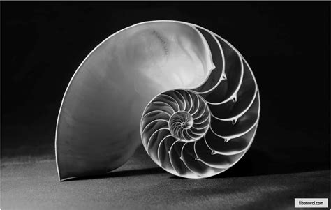 Nautilus Shell Fibonacci Sequence