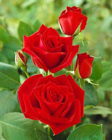 Beautiful Red Rose Red Rose Pictures Beautiful Red Roses Rose