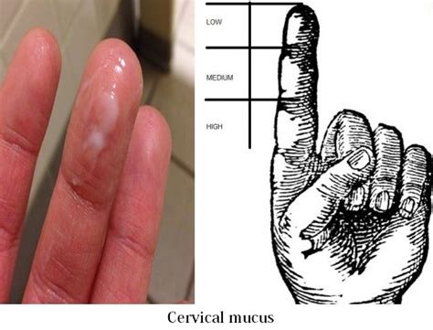 Cervical Mucus Early Pregnancy Pregnancy Tips