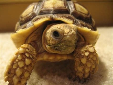Top 10 Most Popular Pet Reptiles - What on Earth?