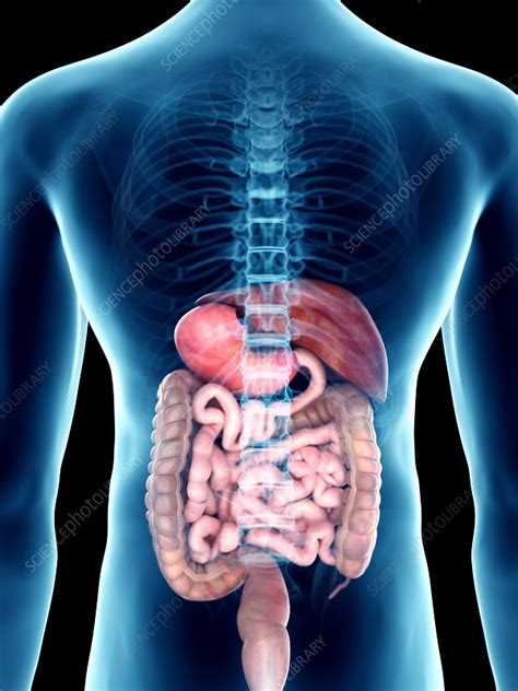 Illustration Of A Mans Digestive System Stock Image F0234895