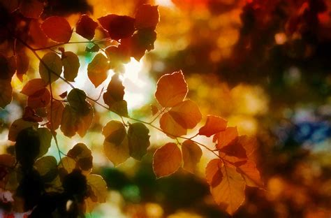 Autumn Foliage Light · Free Photo On Pixabay