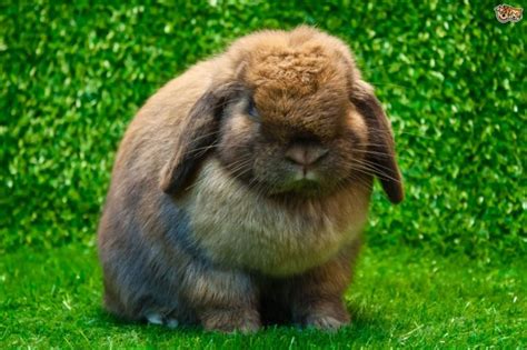 ¡publica una foto de tu conejo de pascua! El conejo de pascua - Paisaje
