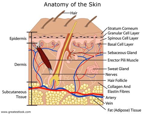 Anatomy Of The Skin 40fit
