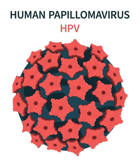 Cell Structure Of The Human Papillomavirus Hpv 3175311 Vector Art At