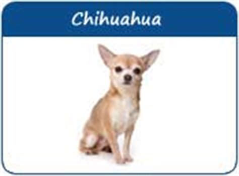 Searching for female dog names for the latest addition to your family? Chihuahua Names, Chihuahua Dog Names, Names For Chihuahuas ...