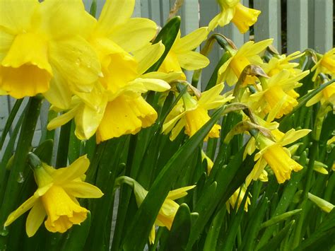 Free Stock Photo 17351 Yellow Spring Daffodils Growing In A Planter