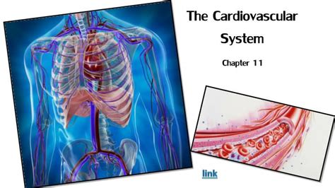 Ppt The Cardiovascular System Powerpoint Presentation Free Download