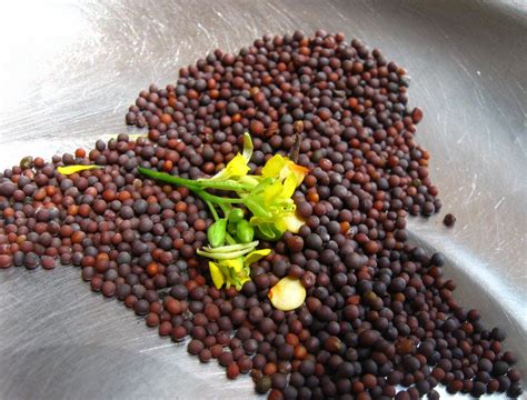 Growing Mustard Seed How To Plant Mustard Seeds