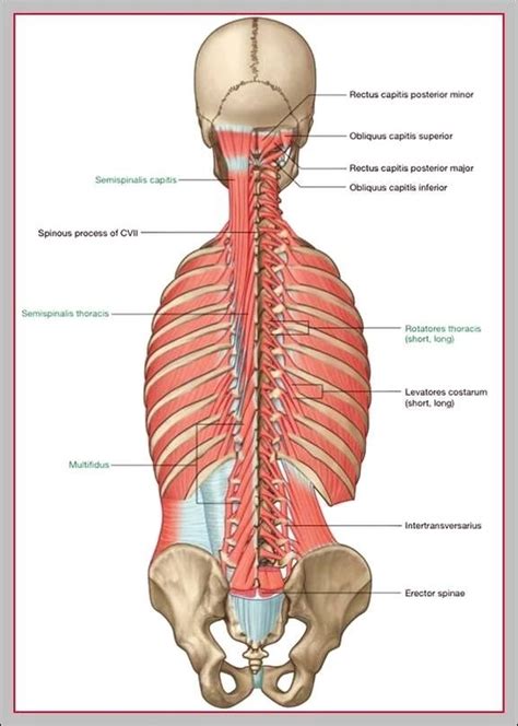 Anatomy Page Graph Diagram