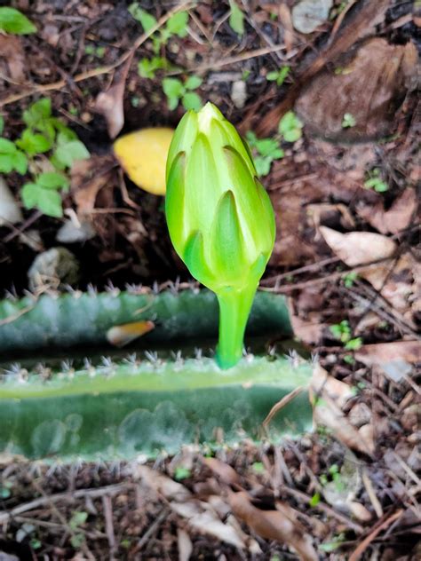 Give less water if the plants are growing in a colder or shady position, and in winter give them a rest by cutting right back some, including echinopsis, bloom at night and are scented, but. Secrets To Growing Cactus And Succulents: How To Bloom ...