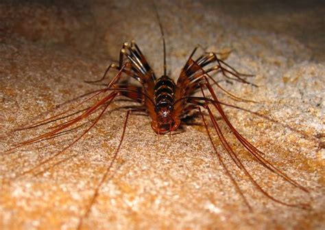 Like spiders, they feed on other. Cave insect with many legs | Creepy Crawlers | Pinterest ...