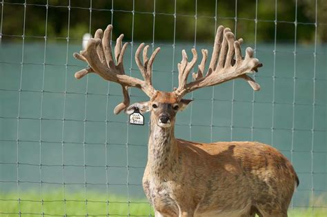 M3 Whitetails Any New Growth In The Buck Pens Deer Breeder In Texas Whitetail Deer For Sale