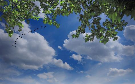Sky Birds Clouds Tree Branches Nature Wallpapers Hd Desktop And